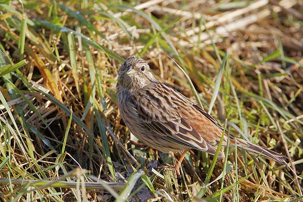 Trznadel białogłowy (Emberiza leucocephalos)