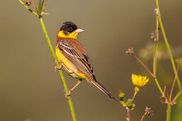 Trznadel czarnogłowy (Granativora melanocephala)