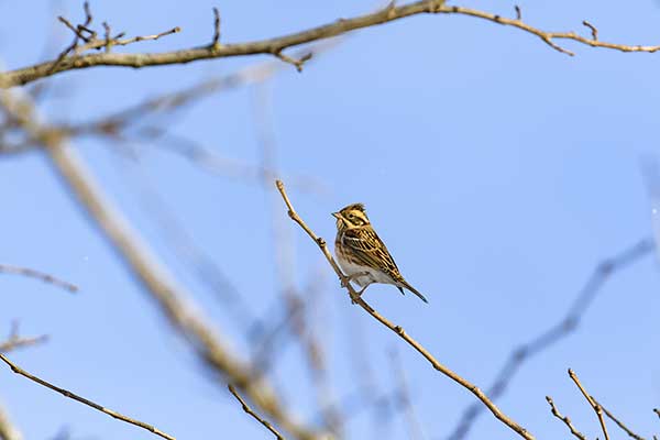 Trznadel czubaty (Schoeniclus rusticus)