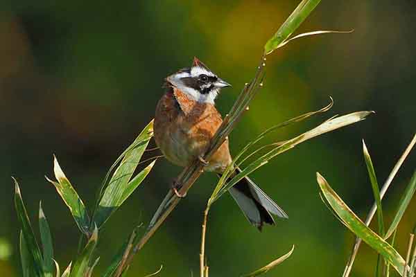 Trznadel łąkowy (Emberiza cioides)