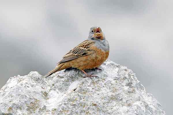 Trznadel modrogłowy (Emberiza caesia)