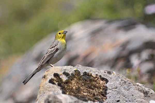 Trznadel popielaty (Emberiza cineracea)