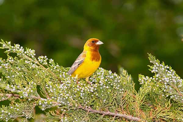 Trznadel rudogłowy (Granativora bruniceps)