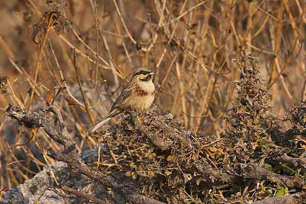 Trznadel srebrnogłowy (Emberiza stewarti)