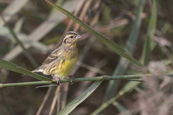 Trznadel złotawy (Schoeniclus aureolus)