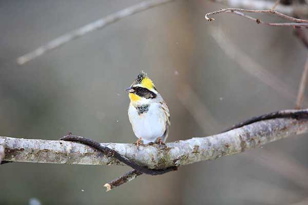 Trznadel żółtogardły (Schoeniclus elegans)