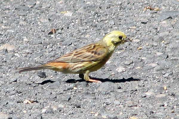 Trznadel (Emberiza citrinella)