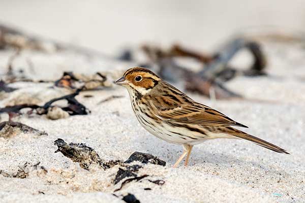 Trznadelek (Schoeniclus pusillus)