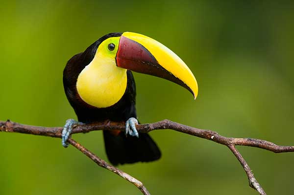 Tukan czarnodzioby (Ramphastos ambiguus)