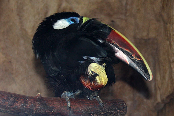 Tukan czerwonodzioby (Ramphastos tucanus)