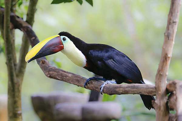 Tukan górski (Ramphastos brevis)