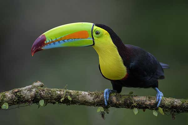 Tukan tęczodzioby (Ramphastos sulfuratus)