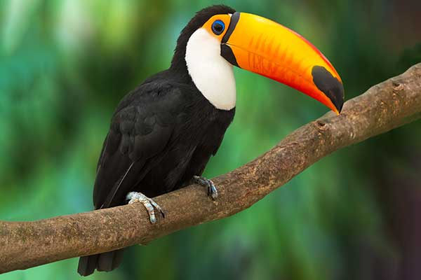 Tukan wielki (Ramphastos toco)