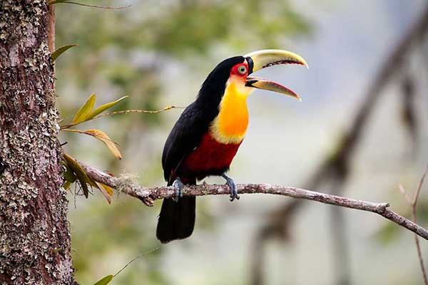 Tukan zielonodzioby (Ramphastos dicolorus)