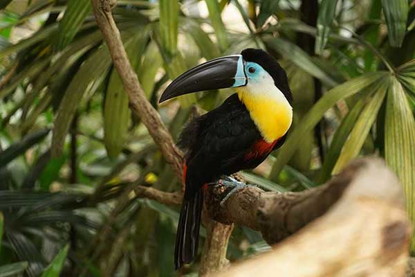 Tukan żółtogardły (Ramphastos vitellinus)