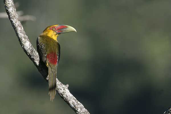 Tukaniec (Pteroglossus bailloni)