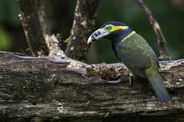 Tukanik plamodzioby (Selenidera maculirostris)