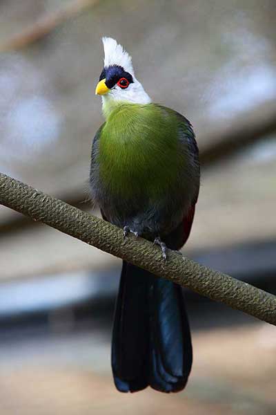 Turak białoczuby (Tauraco leucolophus)