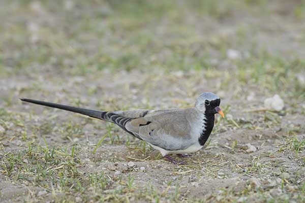 Turkaweczka czarnogardła (Oena capensis)