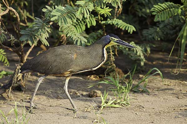 Tygryska nagobroda (Tigrisoma mexicanum)