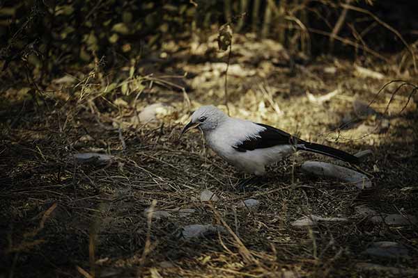 Tymal dwubarwny (Turdoides bicolor)