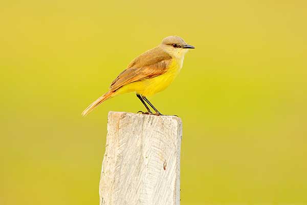 Tyran białogardły (Tyrannus albogularis)