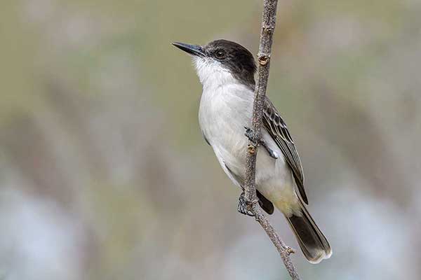 Tyran zadziorny (Tyrannus caudifasciatus)