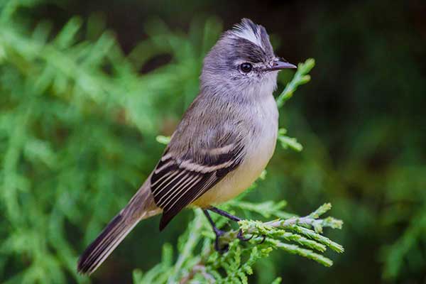 Tyranek szarogłowy (Serpophaga subcristata)