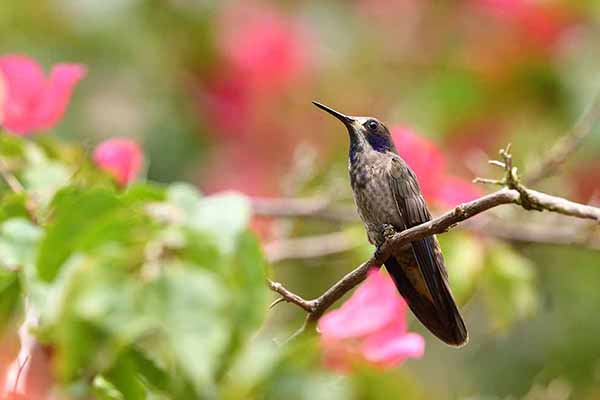 Uszatek brązowy (Colibri delphinae)