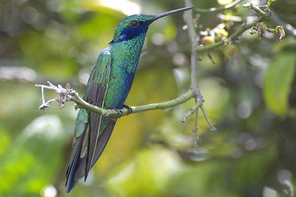 Uszatek niebieskobrzuchy (Colibri coruscans)