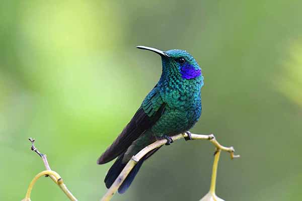 Uszatek zielony (Colibri thalassinus)