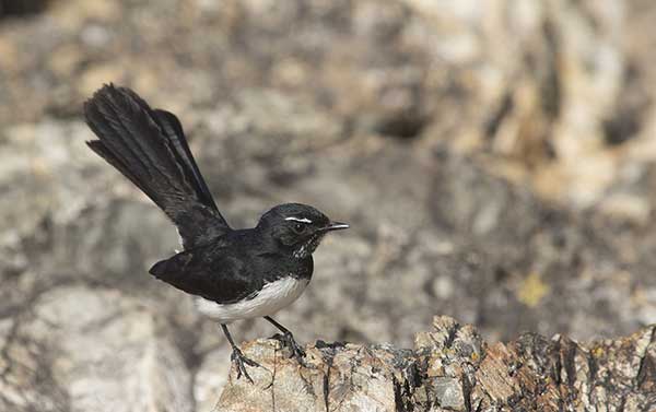 Wachlarzówka smolista (Rhipidura leucophrys)