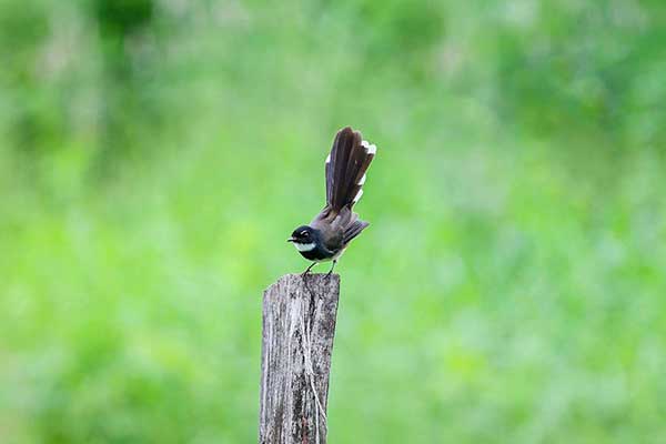 Wachlarzówka srokata (Rhipidura javanica)