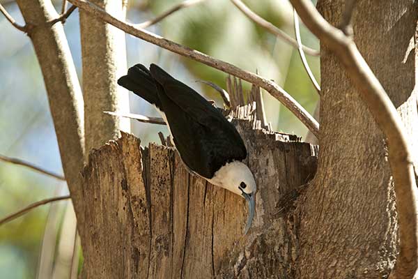 Wanga sierpodzioba (Falculea palliata)