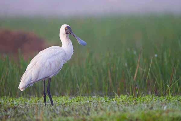 Warzęcha królewska (Platalea regia)