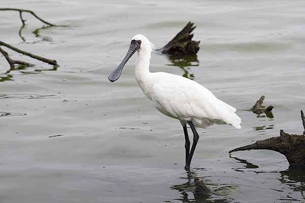 Warzęcha mała (Platalea minor)