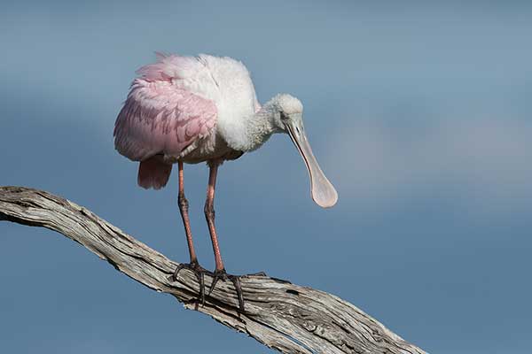 Warzęcha różowa (Platalea ajaja)