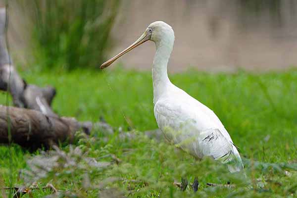 Warzęcha żółtodzioba (Platalea flavipes)