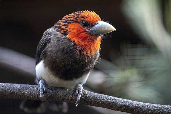 Wąsal czerwonogłowy (Pogonornis melanopterus)