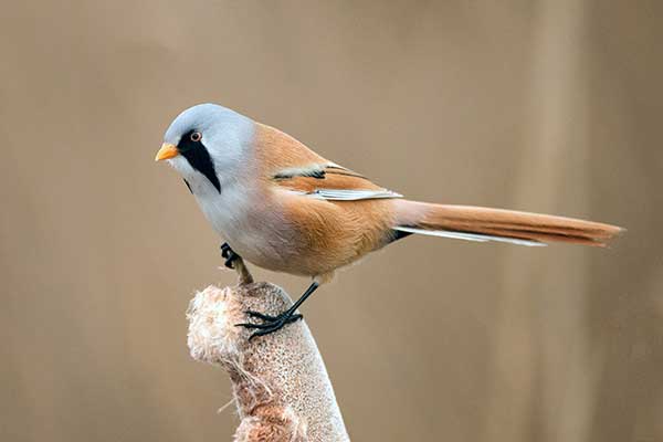 Wąsatka (Panurus biarmicus)