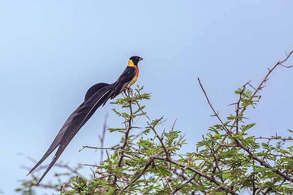 Wdówka rajska (Vidua paradisaea)