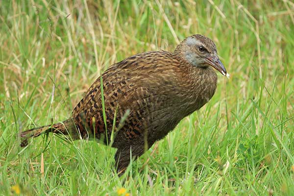 Weka (Gallirallus australis)