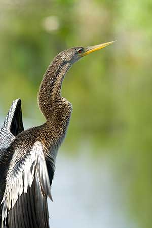 Wężówka amerykańska (Anhinga anhinga)