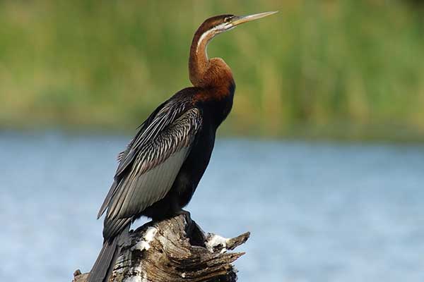 Wężówka indyjska (Anhinga melanogaster)