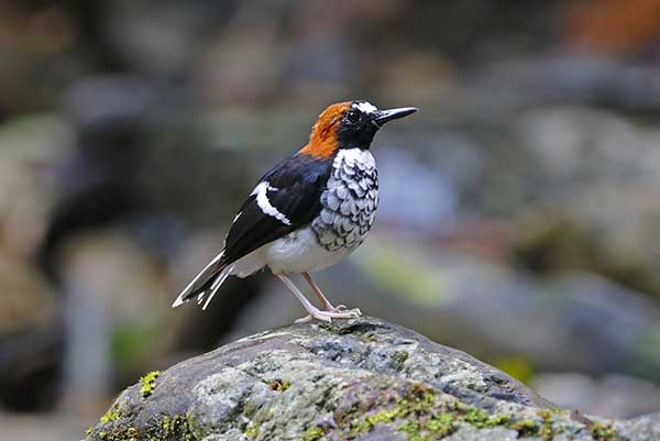 Widłogon łuskowany (Enicurus ruficapillus)