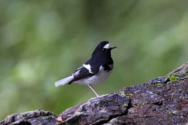 Widłogon mały (Enicurus scouleri)