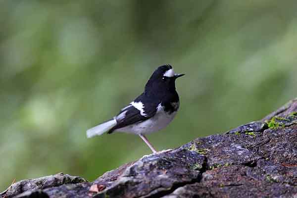 Widłogon mały (Enicurus scouleri)