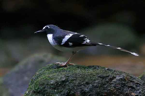 Widłogon maskowy (Enicurus schistaceus)