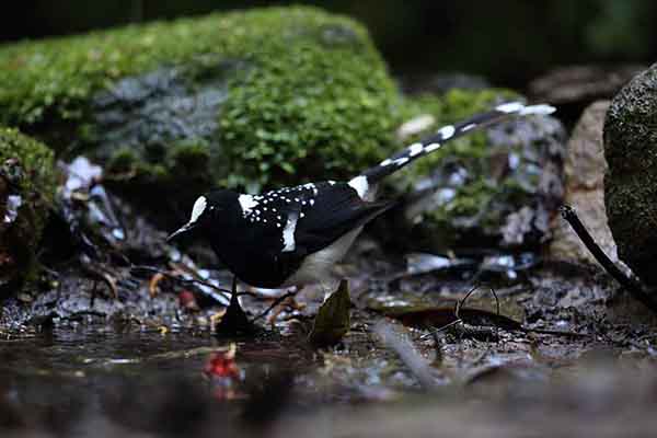 Widłogon plamisty (Enicurus maculatus)