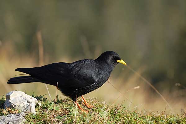 Wieszczek (Pyrrhocorax graculus)